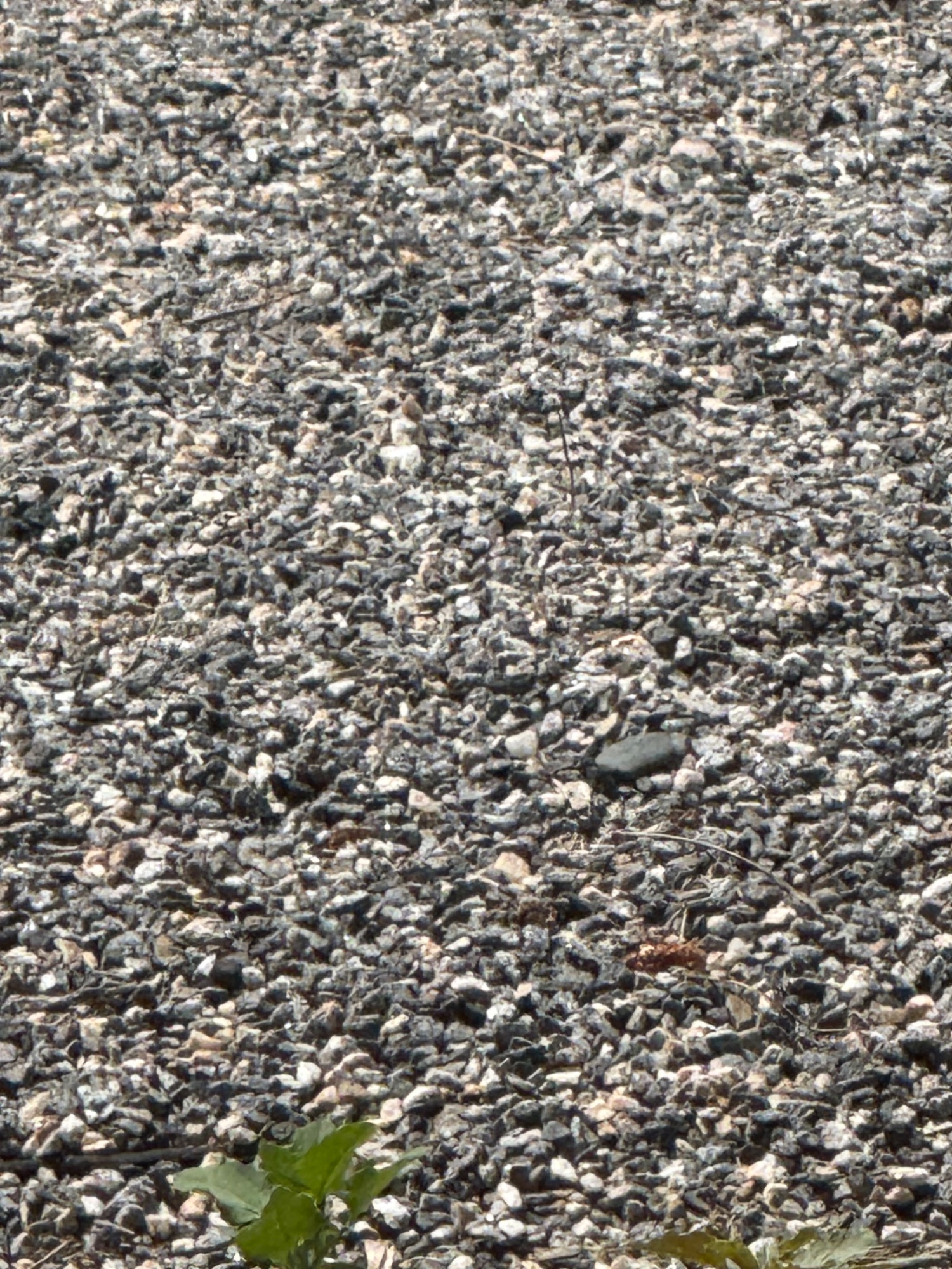 57 crushed 3/4 inch rock — construction aggregate